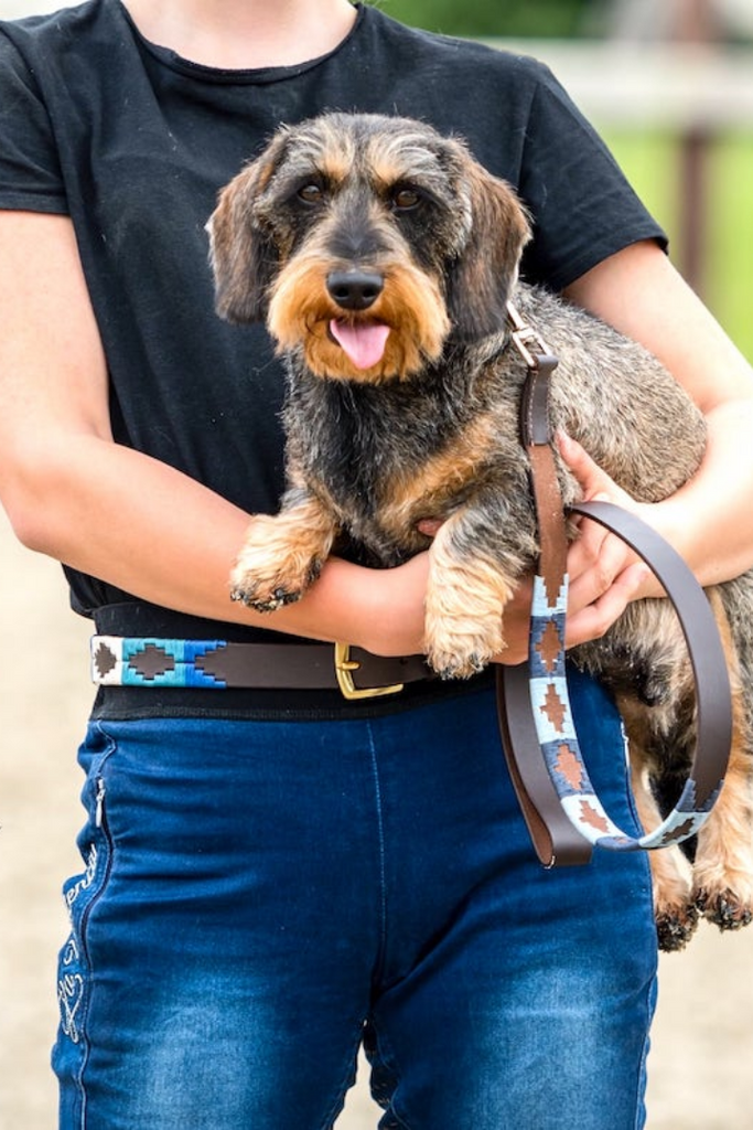 How to Size a Dog Collar: Polo Dog Collar Size Guide