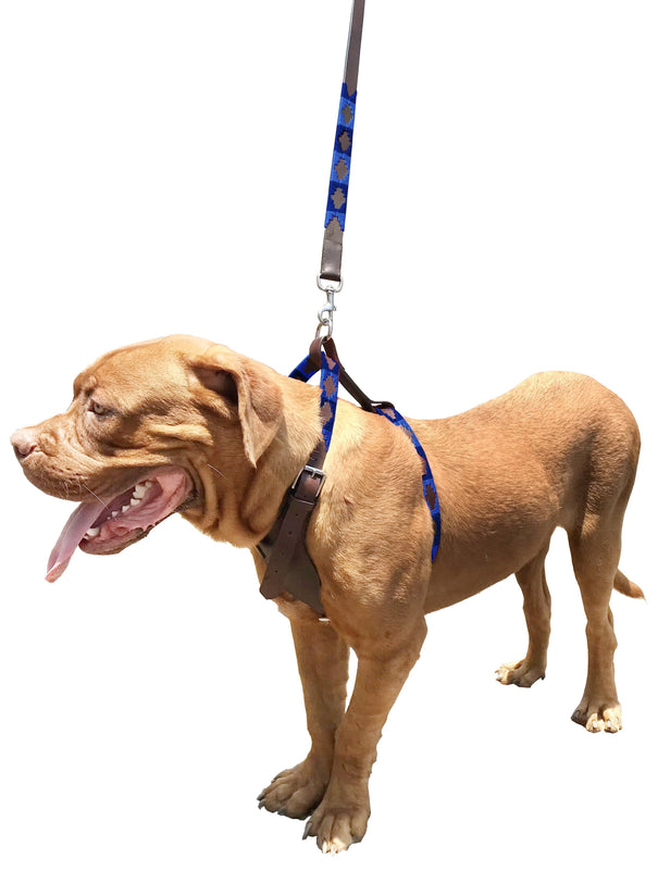 DE JULIO | Polo Dog Harness & Lead Set