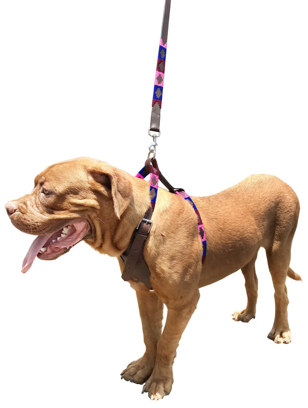 LA PLATA | Polo Dog Harness & Lead Set