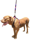 LA PLATA | Polo Dog Harness & Lead Set