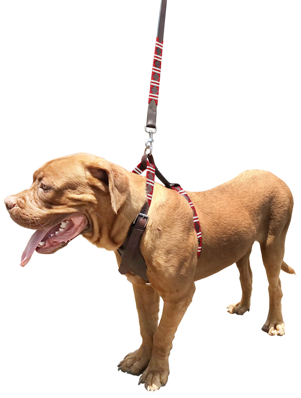 BURZACO | Polo Dog Harness & Lead Set
