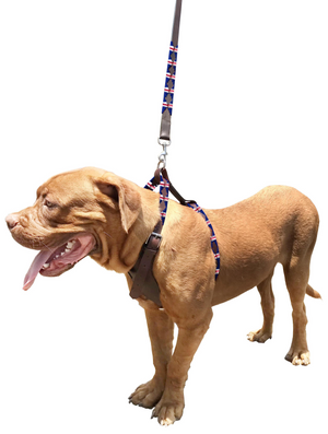 TINOGASTA | Polo Dog Harness & Lead Set