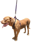 TINOGASTA | Polo Dog Harness & Lead Set
