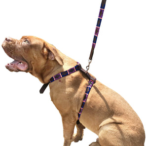 FIORITO | Polo Dog Harness & Lead Set