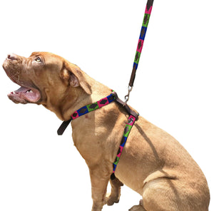 DE LULES | Polo Dog Harness & Lead Set