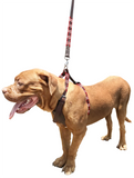 BURZACO - Polo Dog Harness & Lead Set