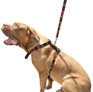 GARÍN - Polo Dog Harness & Lead Set